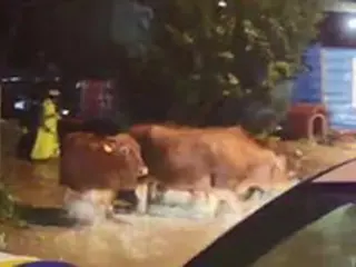溺死の危機にあった牛40頭…警察官が救出