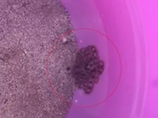 青酸カリより10倍強い毒性…済州で「ヒョウモンダコ」発見される＝韓国