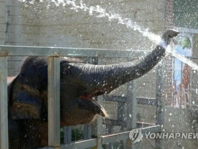 南西部・光州市内の動物園で水浴びをするゾウ＝３日、ソウル（聯合ニュース）