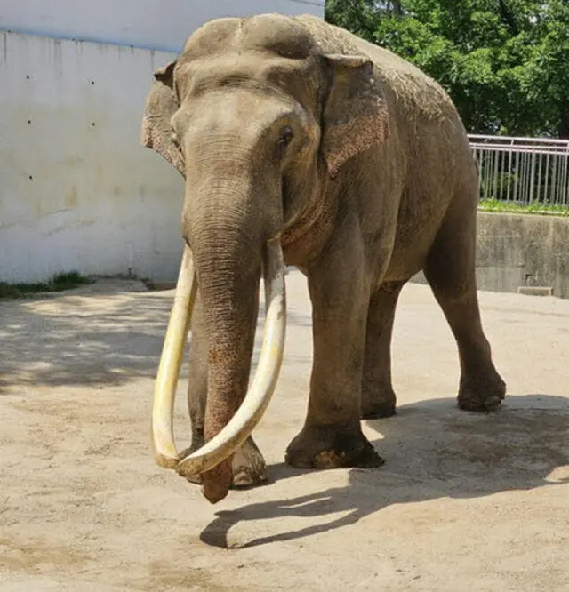 大邱のゾウ「ポクトンイ」が50歳で天国へ...1頭残された「コスニ」（画像提供:wowkorea）