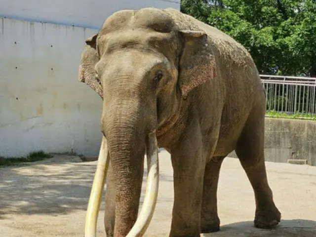 大邱のゾウ「ポクトンイ」が50歳で天国へ...1頭残された「コスニ」（画像提供:wowkorea）
