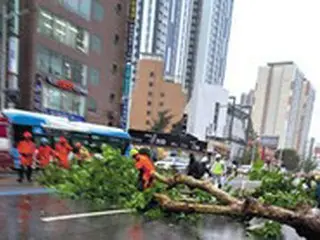 街路樹が根こそぎ倒れ、道路のあちこちで浸水…全国で台風被害が続出＝韓国