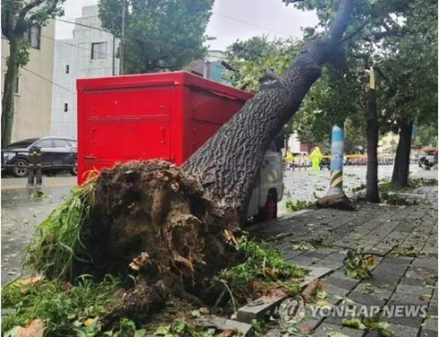 １０日午前、南東部・釜山市内で強風により街路樹が倒れている＝（聯合ニュース）