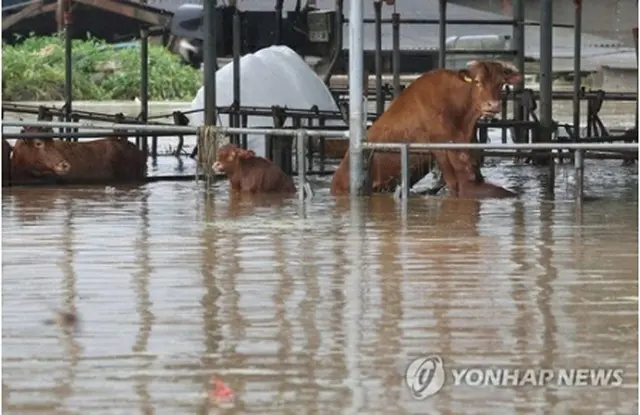 韓国南東部・大邱市軍威郡を流れる川の堤防が決壊し、付近の集落が水にのまれた。水が入り込んだ牛舎＝１０日、大邱（聯合ニュース）