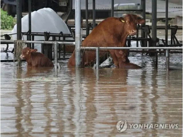 台風６号による大雨で韓国南東部・大邱市軍威郡を流れる川の堤防が決壊した。牛舎に閉じ込められた牛＝１０日、大邱（聯合ニュース）