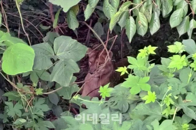 「射殺されたライオンのサスニ、土の上に横たわりたいだけだったかも」＝韓国（画像提供:wowkorea）