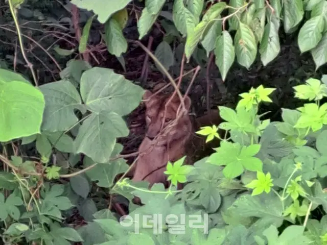 「射殺されたライオンのサスニ、土の上に横たわりたいだけだったかも」＝韓国（画像提供:wowkorea）