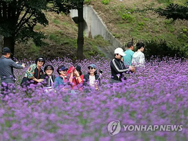 北東部の江原道麟蹄郡で秋の花を楽しむ人々（同郡提供）＝（聯合ニュース）≪転載・転用禁止≫