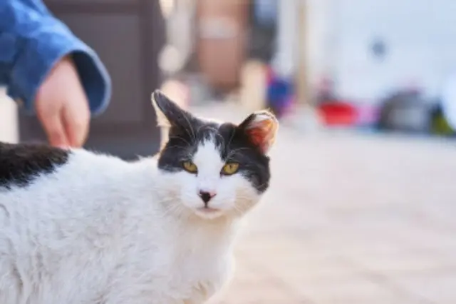 天安のあるマンションで何が...猫500匹余の死体発見＝韓国