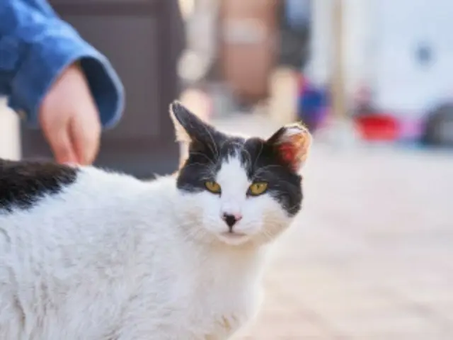 天安のあるマンションで何が...猫500匹余の死体発見＝韓国