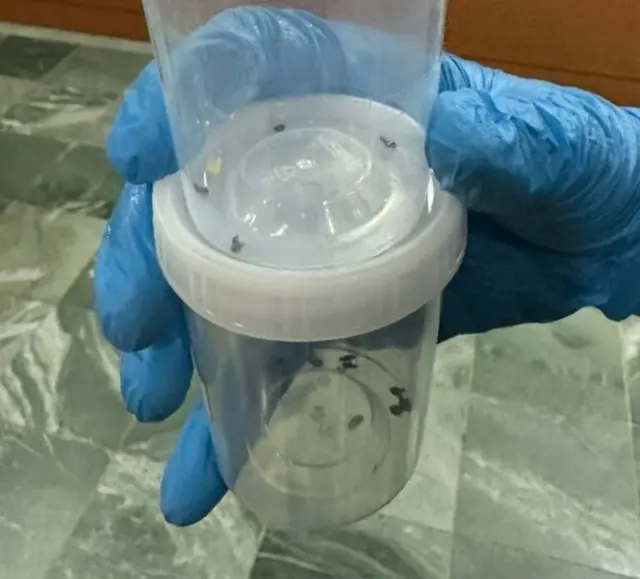 木浦市のチムジルバンでトコジラミ10匹以上見つかる＝韓国