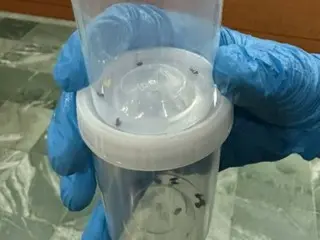 木浦市のチムジルバンでトコジラミ10匹以上見つかる＝韓国