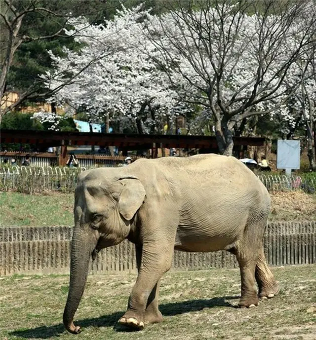 ゾウの「サクラ」（ソウル大公園提供）＝（聯合ニュース）≪転載・転用禁止≫