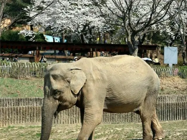 ゾウの「サクラ」（ソウル大公園提供）＝（聯合ニュース）≪転載・転用禁止≫