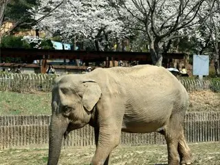 「友好の懸け橋」　日本から来たゾウのサクラ死ぬ＝韓国