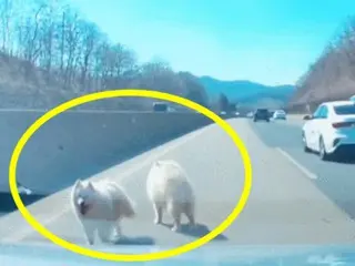 高速道路で発見された2匹の犬…「しっぽを振って近づいて来た」＝韓国
