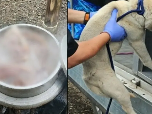 釜に入れられ茹でられている仲間を見るしかなかった「犬」＝韓国