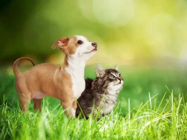 友人宅に侵入、飼い猫を虐待し殺した12歳…「その様子を楽しんだ」＝韓国