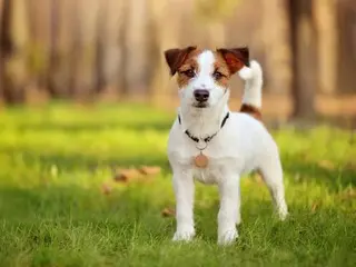 名節の時期に増える「愛護動物の遺棄」＝韓国