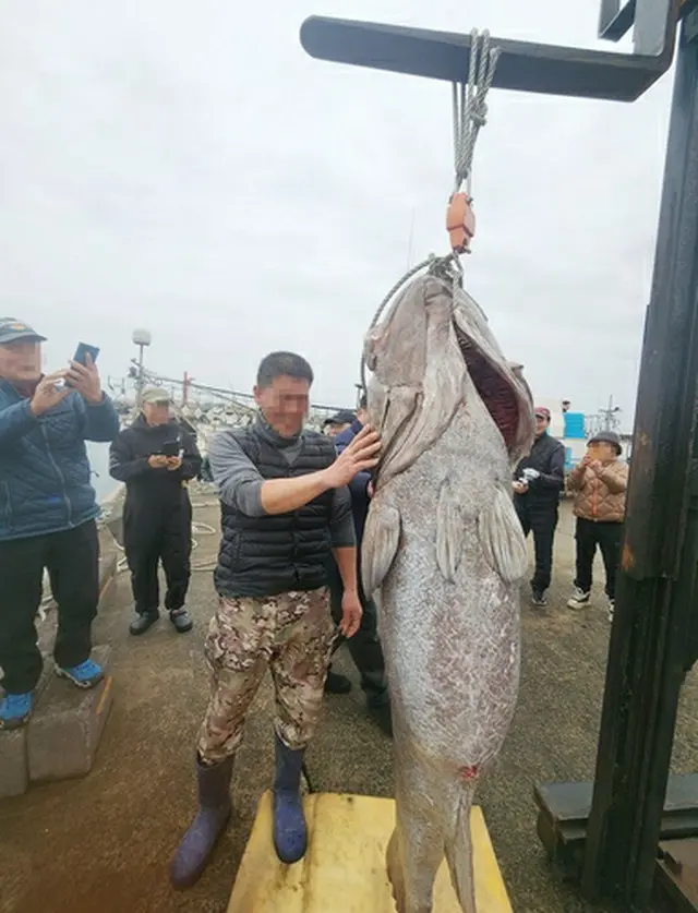 釣り上げられたイシナギ（読者提供）＝（聯合ニュース）≪転載・転用禁止≫