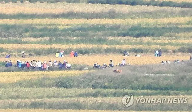 ２０２４年９月２３日、北朝鮮に近い韓国の仁川市江華郡にある江華平和展望台から眺めた、収穫作業を行う北朝鮮住民＝（聯合ニュース）