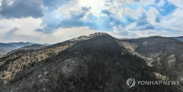 山火事で山林が焼失した義城郡の山＝２８日、義城（聯合ニュース）