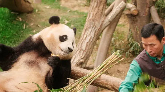韓国で生まれたパンダのフーバオと飼育員たちの1354日間の愛と奇跡の記録『私の親愛なるフーバオ』、新場面写真解禁