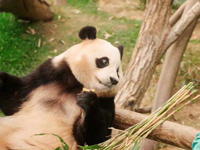 韓国で生まれたパンダのフーバオと飼育員たちの1354日間の愛と奇跡の記録『私の親愛なるフーバオ』、新場面写真解禁