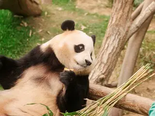 韓国で生まれたパンダのフーバオと飼育員たちの1354日間の愛と奇跡の記録『私の親愛なるフーバオ』、新場面写真解禁