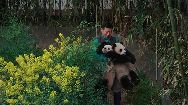 フーバオの双子の妹ルイバオとフイバオ