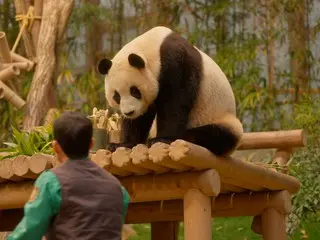 韓国で生まれたパンダと飼育員たちの1354日間の愛と奇跡の記録『私の親愛なるフーバオ』、かわいすぎる本編映像初解禁＆新場面写真解禁