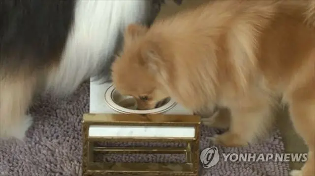飼い犬を殺した父親を警察官の前で刺した娘に懲役３年の実刑判決が言い渡された（資料写真）＝（聯合ニュースTV）