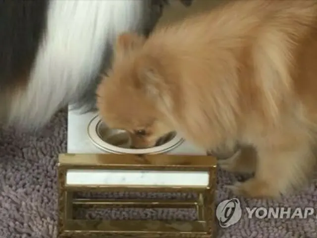 飼い犬を殺した父親を警察官の前で刺した娘に懲役３年の実刑判決が言い渡された（資料写真）＝（聯合ニュースTV）