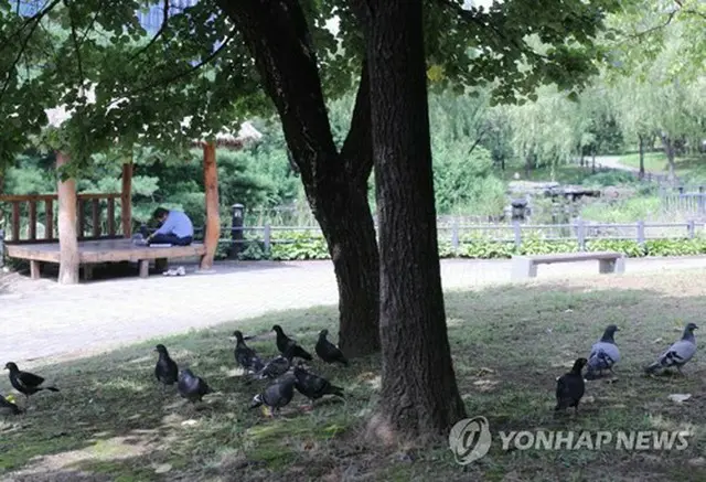 ソウル市内の公園のハト（資料写真）＝（聯合ニュース）