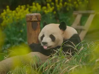 韓国生まれのパンダと飼育員たちの愛と奇跡の記録『私の親愛なるフーバオ』、シム・ヒョンジュン監督メッセージ映像＆著名人コメント解禁