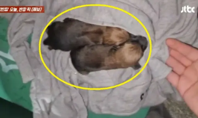 衣類回収箱から鳴き声が…捨てられた子犬だった＝韓国