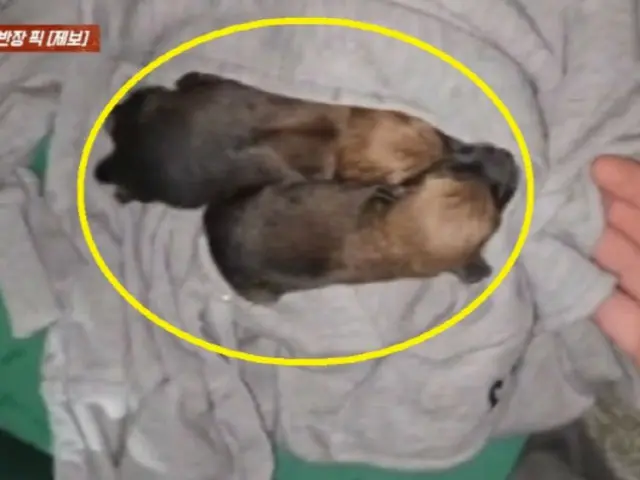 衣類回収箱から鳴き声が…捨てられた子犬だった＝韓国