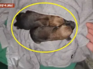 衣類回収箱から鳴き声が…捨てられた子犬だった＝韓国