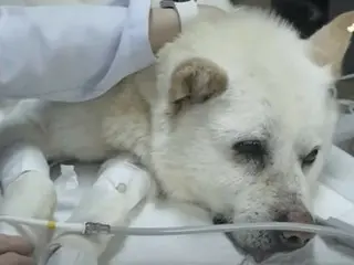 体じゅうに70個の銃弾が埋まった犬…「生きているのが奇跡」＝韓国