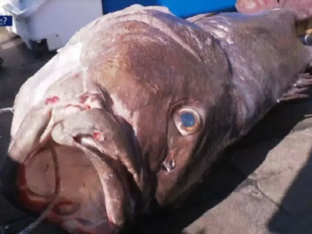 釜山で長さ1．7メートルの「伝説の深海魚」が5匹釣れる…「地震の前兆？」