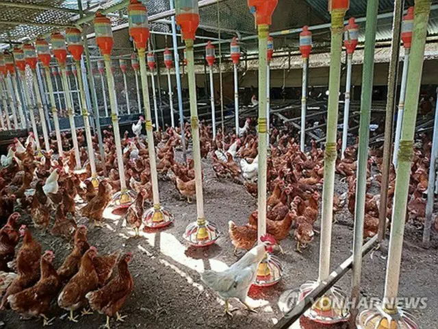 中部・忠清北道丹陽郡の養鶏場（読者提供）＝（聯合ニュース）≪転載・転用禁止≫