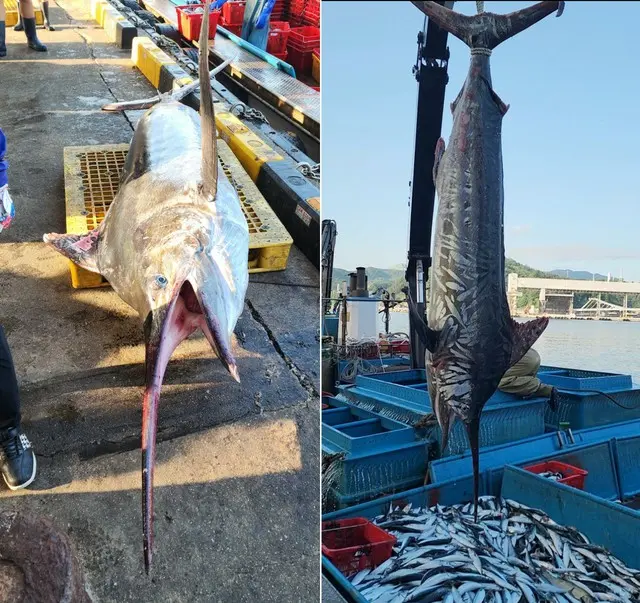 東海で珍しい巨大な「メカジキ」が捕獲＝韓国報道
