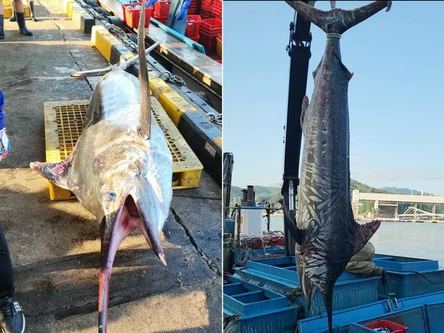 東海で珍しい巨大な「メカジキ」が捕獲＝韓国報道