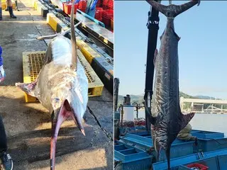 東海で珍しい巨大な「メカジキ」が捕獲＝韓国報道