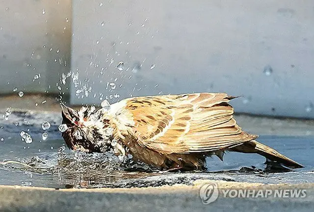 水原市内の公園で水浴びをするスズメ＝２８日、水原（聯合ニュース）