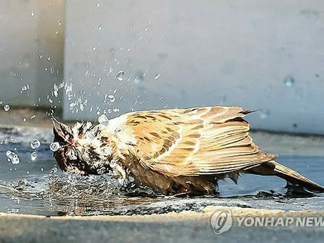 ８月７日まで猛暑か　あすのソウル最高気温は３７度の予想