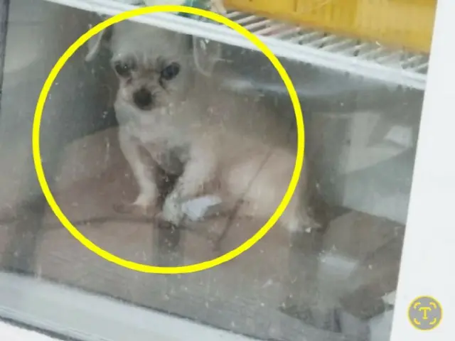冷蔵庫の中で震える犬？「病気が悪化しないか心配で」意外な事情＝韓国