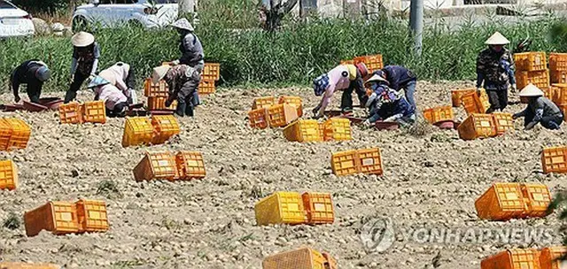 ジャガイモ畑で働く外国人労働者（資料写真）＝（聯合ニュース）