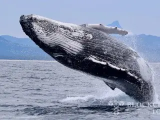 ビットコインの「新規クジラ」、サイクルにおける3度目の利益確定の波を主導