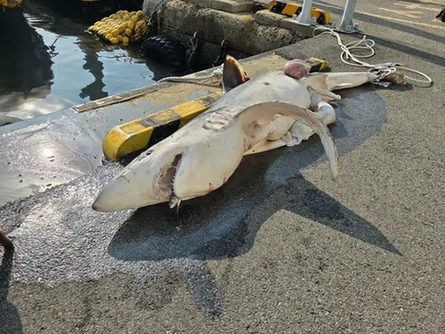 釜山沖で発見されたサメの死骸（釜山海洋警察署提供）＝（聯合ニュース）≪転載・転用禁止≫